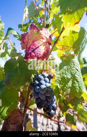 Chateauneuf du Pape Vineyards, Cotes de Rhone, Frankreich. Stockfoto