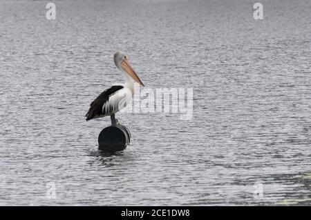 Blick auf einen wunderschönen australischen Pelikan, der auf einer Boje in einem See in der Nähe von Noosa, Australien, steht Stockfoto