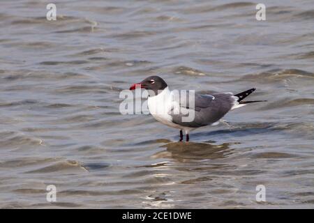 Laughing Gulls, Larus atricilla, im South Padre Island Birding and Nature Center an der texanischen Golfküste. Stockfoto