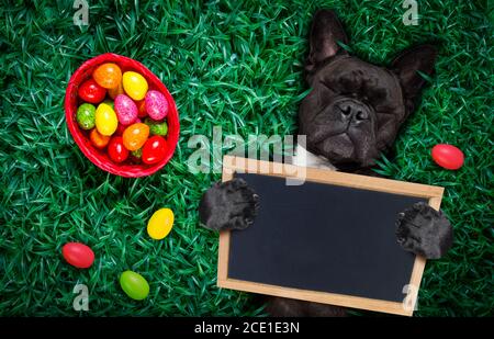 Fröhlicher osterhund mit Eiern Stockfoto