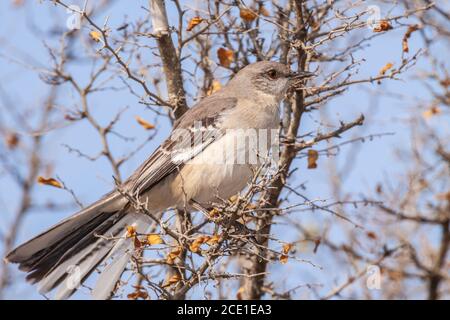 Nördlicher Mockingbird, Mimus polyglottos, auf der Javelina-Martin Ranch und Schutzhütte in der Nähe von McAllen, Texas, im Rio Grande Valley. Stockfoto