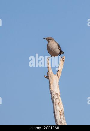 Nördlicher Mockingbird, Mimus polyglottos, auf der Javelina-Martin Ranch und Schutzhütte in der Nähe von McAllen, Texas, im Rio Grande Valley. Stockfoto