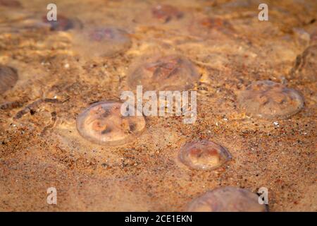 Am Strand wurden tote Quallen aufgespült. Tote medusa im flachen Wasser neben dem Ufer. Niemand Stockfoto