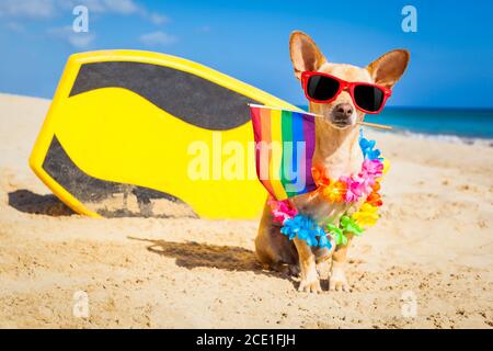 Surfer Hund am Strand Stockfoto