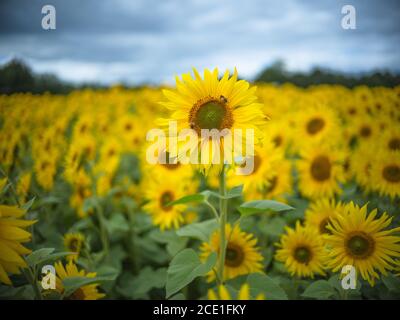 Ein Sonnenblumenfeld in Warwickshire, Großbritannien. Stockfoto