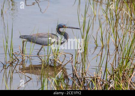 Tricolored Heron Stalking Nahrung in den Küstenmarschen der südlichen Texas Golfküste am South Padre Island Birding and Nature Center. Stockfoto