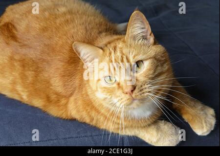 Rote Katze auf dem Sofa liegend, flauschige Hauskatze, rote Katze zu Hause ruhend Stockfoto