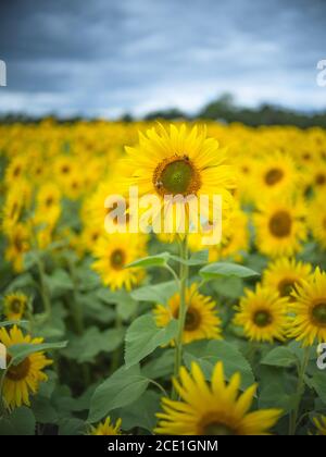 Ein Sonnenblumenfeld in Warwickshire, Großbritannien. Stockfoto
