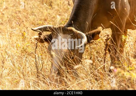 Die braune Kuh grast auf dem in der Sonne getrockneten Gras. Herbstreisen auf dem Land. Stockfoto