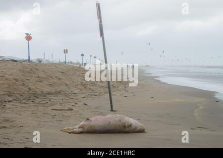 Kijkduin, Den Haag - August 30 2020: Große tote Kegelrobbe wurde nach einem Sturm an der niederländischen Küste bei Den Haag an Land gespült Stockfoto