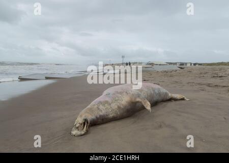 Kijkduin, Den Haag - August 30 2020: Große tote Kegelrobbe wurde nach einem Sturm an der niederländischen Küste bei Den Haag an Land gespült Stockfoto