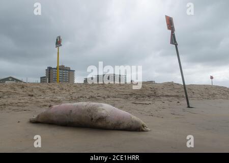 Kijkduin, Den Haag - August 30 2020: Große tote Kegelrobbe wurde nach einem Sturm an der niederländischen Küste bei Den Haag an Land gespült Stockfoto