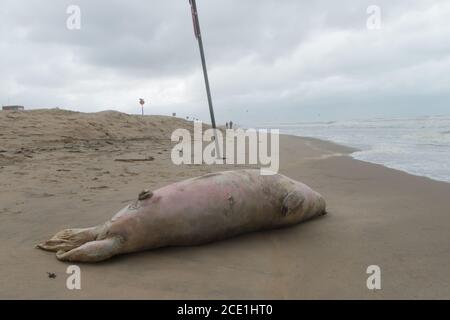 Kijkduin, Den Haag - August 30 2020: Große tote Kegelrobbe wurde nach einem Sturm an der niederländischen Küste bei Den Haag an Land gespült Stockfoto
