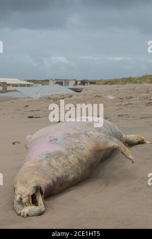 Kijkduin, Den Haag - August 30 2020: Große tote Kegelrobbe wurde nach einem Sturm an der niederländischen Küste bei Den Haag an Land gespült Stockfoto