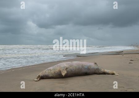 Kijkduin, Den Haag - August 30 2020: Große tote Kegelrobbe wurde nach einem Sturm an der niederländischen Küste bei Den Haag an Land gespült Stockfoto
