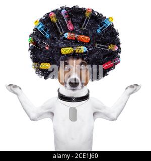 Friseurhund mit Lockenwicklern Stockfoto