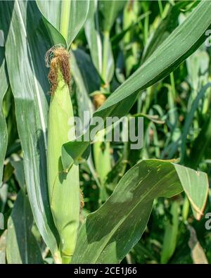 Große Maiskolben, Detail von Kornfeld Nahaufnahme, vertikal. Thanksgiving-Konzept, Sommerzeit. Stockfoto