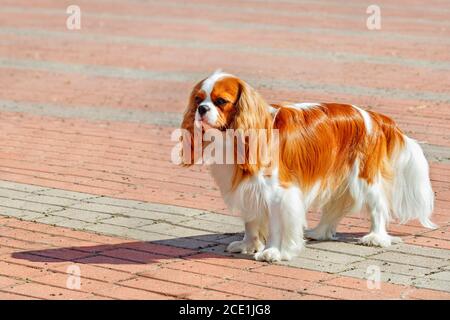 Porträt eines Kavallerkönigs charles spaniel auf dem Hintergrund des Bürgersteig mit roten und grauen Pflastersteinen gelegt. Stockfoto