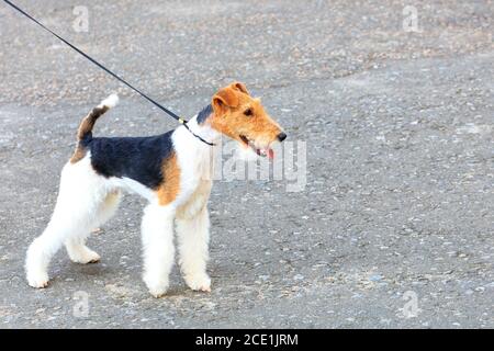 Der Wire Fox Terrier blickt nach vorne und wird an einem hellen sonnigen Tag von einer dünnen Lederleine zurückgehalten, Bild mit Kopierraum. Stockfoto