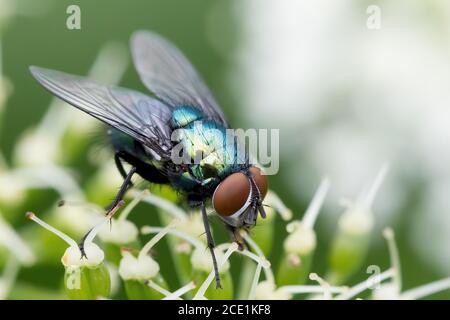 Gemeinsame grüne Flasche fliegen, Insekten Tierwelt Stockfoto