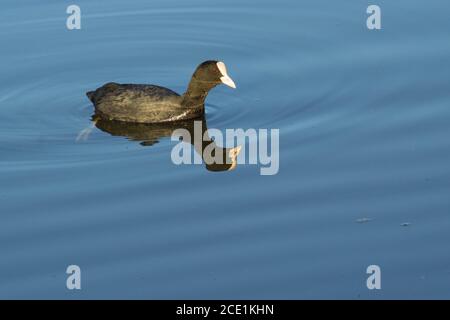 American Coot (Fulica Americana) Auch bekannt als Mud Hen in Wasser mit Reflexion Stockfoto