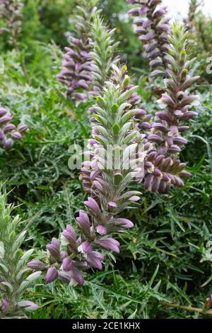 Bear's Breech oder Bear's Breeches, Acanthus Mollis, blüht in einem britischen Garten, einer bekannten britischen Gartenpflanze Stockfoto