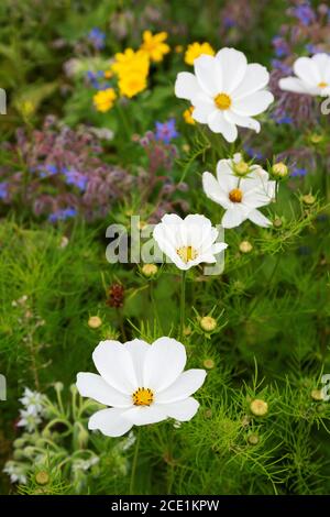 White Garden Cosmos, aka. Mexikanischer Aster, Cosmos Bipinnatus, blüht unter anderem in einem englischen Garten, Suffolk UK Stockfoto