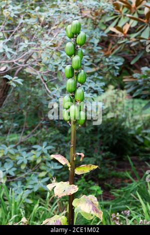 Samenschoten der Riesen-Himalaya-Lilie, Cardiocrinum giganteum , die größte der Lilienfamilie Stockfoto