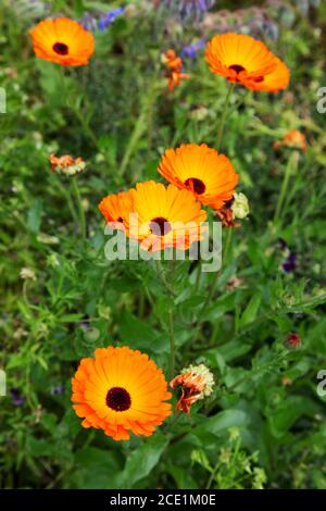 Bunte orange Blüten der Pot Ringelblume oder Gemeine Ringelblume, Calendula officinalis, wächst in einem britischen Garten Stockfoto