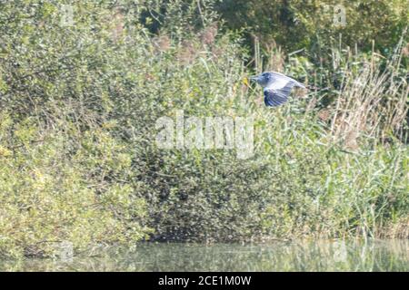 Ein grauer Reiher fliegt dicht über dem Boden weg Stockfoto