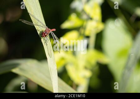 Eine rote Libelle hat Tautropfen auf ihren Flügeln und Sitzt auf einem grünen Blatt in der Sonne Stockfoto