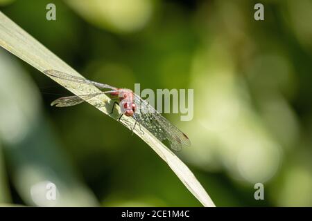 Eine rote Libelle hat Tautropfen auf ihren Flügeln und Sitzt auf einem grünen Blatt in der Sonne Stockfoto