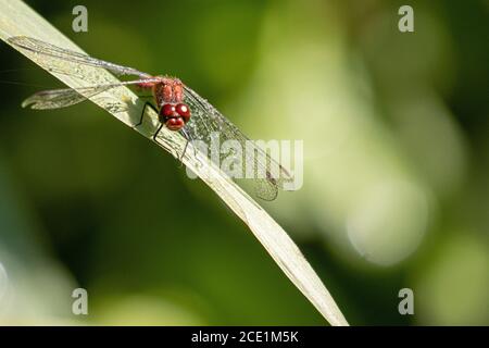 Eine rote Libelle hat Tautropfen auf ihren Flügeln und Sitzt auf einem grünen Blatt in der Sonne Stockfoto