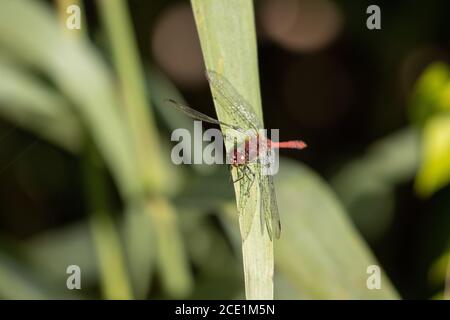 Eine rote Libelle hat Tautropfen auf ihren Flügeln und Sitzt auf einem grünen Blatt in der Sonne Stockfoto