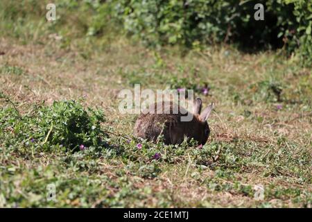 Kaninchen erkunden den Park Stockfoto