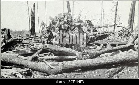 . Der nördliche Laubwald : seine Zusammensetzung, Wachstum und Verwaltung . Abb. 1. - EIN Klumpen von handelsüblichen Basswood Sprossen aus einem SingleStump. Tennessee... Abb. 2. - drei Monate nach einem Feuer, Klumpen von Basswood Sprossen werePraktisch die einzige lebende Vegetation. Nord-Wisconsin. NEBEN KASTANIEN IST DAS BASSHOLZ DER BESTE SPROUTER. Bui. 285, U. S. Department of Agriculture. Platte X. Stockfoto