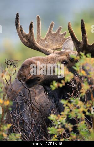 Bullengans Shiras Alces alces shirasi Nahaufnahme in grünem Wald Vegetation Stockfoto