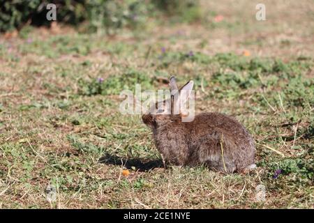 Kaninchen erkunden den Park Stockfoto