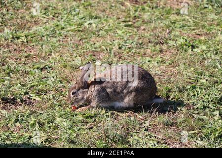 Kaninchen erkunden den Park Stockfoto