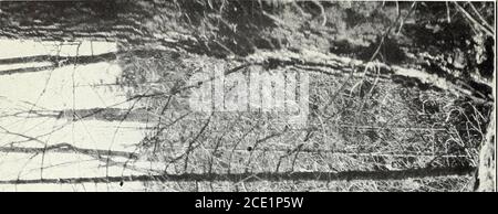 . Der nördliche Laubwald : seine Zusammensetzung, Wachstum und Verwaltung . Bui. 285, U. S. Department of Agriculture. Platte II.. Stockfoto