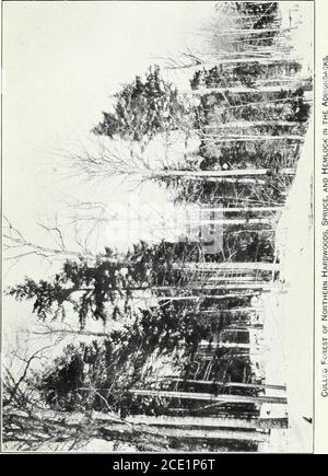 . Der nördliche Laubwald : seine Zusammensetzung, Wachstum und Management . IES zu extremen Temperaturen, wie es von optimaler Temperatur ist. Wie Feuchtigkeit und Temperatur die verschiedenen Arten in der Komplexität der Waldumgebung beeinflussen, ist noch so wenig bekannt, dass nopositive Informationen gegeben werden können. Das Beste ist, die verfügbaren Klimadaten von Beobachtungsstationen im nördlichen Waldgebiet mit entsprechenden Daten aus Stationendirekt vor der Tür zu vergleichen. Tabelle 1 gibt dementsprechend die durchschnittliche monatliche Tem-Peratur und die Niederschläge während der Vegetationsperiode für adjacentpa an Stockfoto