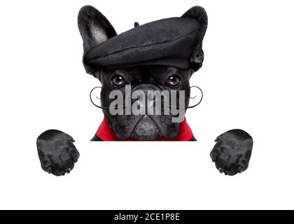 Französisch Hund Stockfoto