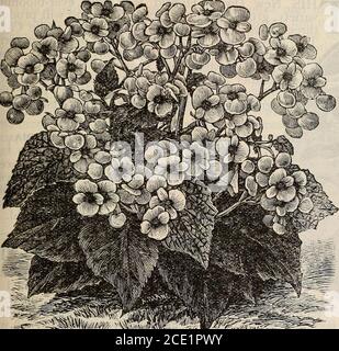 . Neuer Blumenführer : Herbst 1905 . PRIMULA SINENSISFIMBRIATA iNew Kloral Ouide – Herbst, 1905 29 10 schöne blühende Begonien 10. NEUE STÄNDIG BLÜHENDE BEGONIA GRACILIS Neue blühende rJegonia, Gracilis - EINE sehr liebliche Sorte; macht schöne, anmutige Pflanzen, die überall mit schönen, wachsartigen, rosetönten Blüten bedeckt sind; konstante Blüte, lOcts. Elegantissima – Neue und schöne Blüten, blassrosa, getragen in großen Büscheln, auf langen Stielen, die die Pflanze mit einer Blütenwolke bedecken. 10 CT. Kamosa Picta - EIN charmantes Haus Begonia ofNEAT kompakte Wachstum ; lange schmale herzförmige Blätter, feine olivgrün, r Stockfoto