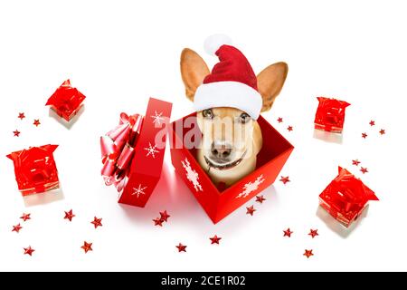 weihnachtsmann Hund Stockfoto