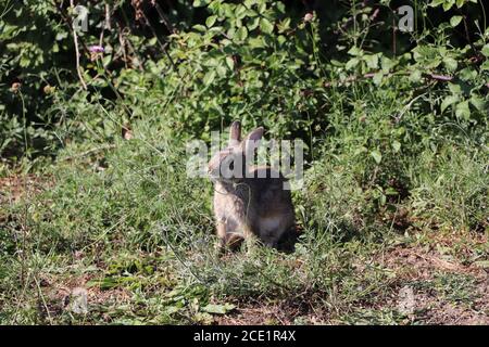 Kaninchen erkunden den Park Stockfoto