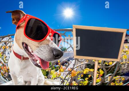 Verrückte dumme dumme Hund Fisheye aussehen Stockfoto