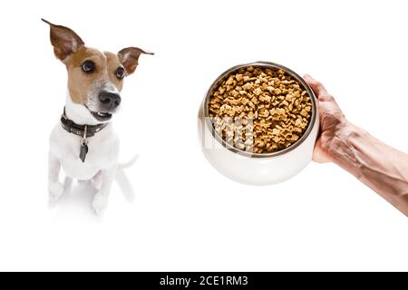 Neugieriger Hund, der auf den Besitzer wartet oder Patient sitzt Für die Mahlzeit in einer Schüssel Stockfoto