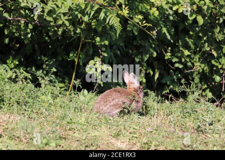 Kaninchen erkunden den Park Stockfoto