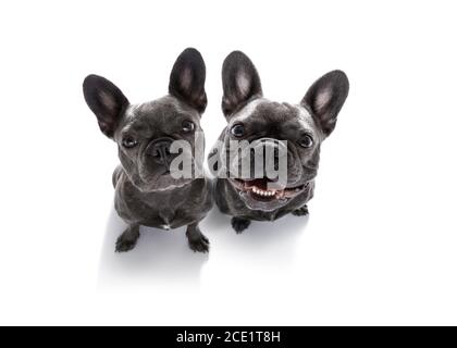 Ein paar Hunde mit Leine warten auf einen Spaziergang Stockfoto