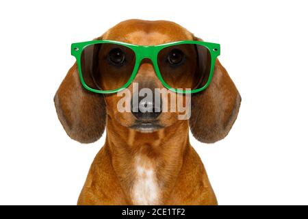 Dumm Nerd dummen Dackel Stockfoto